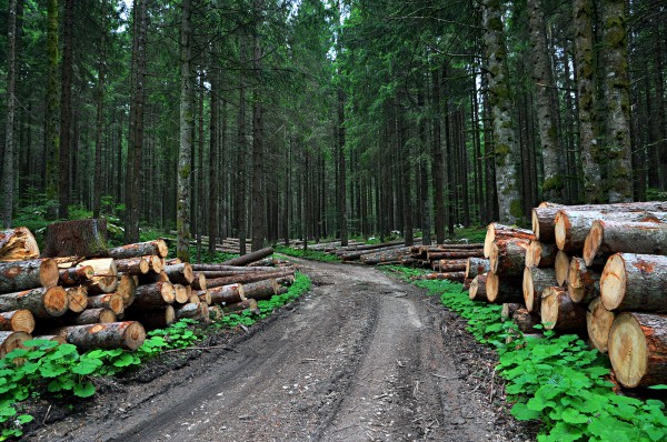 Bois de chauffage avec livraison gratuite pour poêle de masse dans l'Essonne